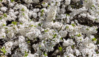 Bahar zamanı çiçek açan ağaç (elma, erik, kiraz, armut) (beyaz çiçekli bahar arkaplanı). Güneşli bir gün 