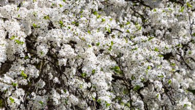Bahar zamanı çiçek açan ağaç (elma, erik, kiraz, armut) (beyaz çiçekli bahar arkaplanı). Güneşli bir gün 