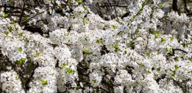 Bahar zamanı çiçek açan ağaç (elma, erik, kiraz, armut) (beyaz çiçekli bahar arkaplanı). Güneşli bir gün 