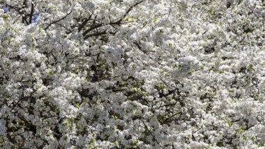 Bahar zamanı çiçek açan ağaç (elma, erik, kiraz, armut) (beyaz çiçekli bahar arkaplanı). Güneşli bir gün 