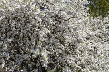 Bahar zamanı çiçek açan ağaç (elma, erik, kiraz, armut) (beyaz çiçekli bahar arkaplanı). Güneşli bir gün 
