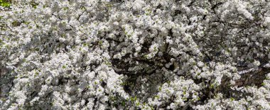 Bahar zamanı çiçek açan ağaç (elma, erik, kiraz, armut) (beyaz çiçekli bahar arkaplanı). Güneşli bir gün 