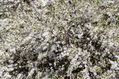 Bahar zamanı çiçek açan ağaç (elma, erik, kiraz, armut) (beyaz çiçekli bahar arkaplanı). Güneşli bir gün  