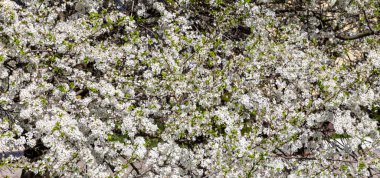 Bahar zamanı çiçek açan ağaç (elma, erik, kiraz, armut) (beyaz çiçekli bahar arkaplanı). Güneşli bir gün  