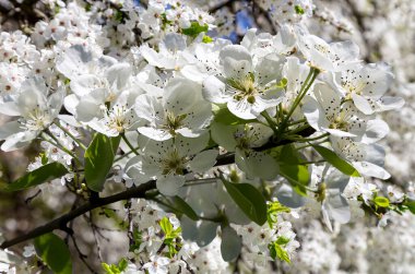 Büyük beyaz çiçekli çiçek açan elma ağacı dalı, elma ağacı çiçekli güzel doğal arka plan.   