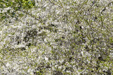 Bahar zamanı çiçek açan ağaç (elma, erik, kiraz, armut) (beyaz çiçekli bahar arkaplanı). Güneşli bir gün  