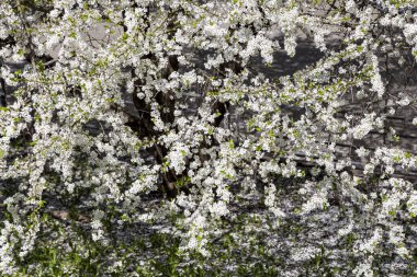 Bahar zamanı çiçek açan ağaç (elma, erik, kiraz, armut) (beyaz çiçekli bahar arkaplanı). Güneşli bir gün  