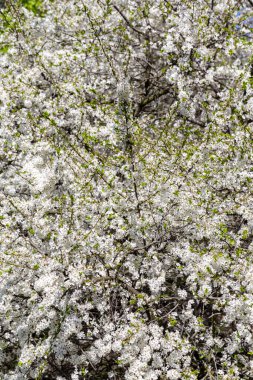 Bahar zamanı çiçek açan ağaç (elma, erik, kiraz, armut) (beyaz çiçekli bahar arkaplanı). Güneşli bir gün  