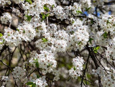 Bahar zamanı çiçek açan ağaç (elma, erik, kiraz, armut) (beyaz çiçekli bahar arkaplanı). Güneşli bir gün  