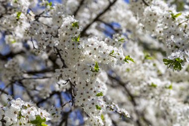 Bahar zamanı çiçek açan ağaç (elma, erik, kiraz, armut) (beyaz çiçekli bahar arkaplanı). Güneşli bir gün  