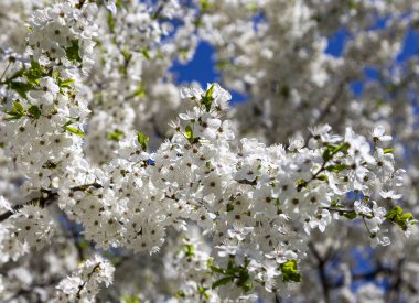 Bahar zamanı çiçek açan ağaç (elma, erik, kiraz, armut) (beyaz çiçekli bahar arkaplanı). Güneşli bir gün  