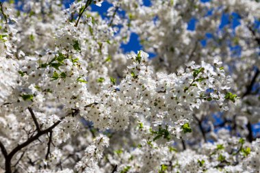 Bahar zamanı çiçek açan ağaç (elma, erik, kiraz, armut) (beyaz çiçekli bahar arkaplanı). Güneşli bir gün  