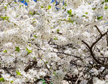 Bahar zamanı çiçek açan ağaç (elma, erik, kiraz, armut) (beyaz çiçekli bahar arkaplanı). Güneşli bir gün  