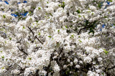 Bahar zamanı çiçek açan ağaç (elma, erik, kiraz, armut) (beyaz çiçekli bahar arkaplanı). Güneşli bir gün  