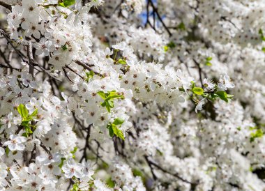 Bahar zamanı çiçek açan ağaç (elma, erik, kiraz, armut) (beyaz çiçekli bahar arkaplanı). Güneşli bir gün  