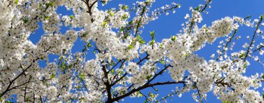 Bahar zamanı çiçek açan ağaç (elma, erik, kiraz, armut) (beyaz çiçekli bahar arkaplanı). Güneşli bir gün  