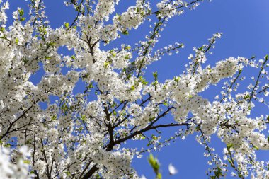 Bahar zamanı çiçek açan ağaç (elma, erik, kiraz, armut) (beyaz çiçekli bahar arkaplanı). Güneşli bir gün  