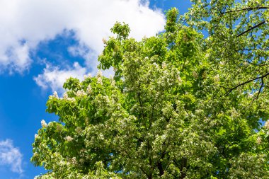 Kestanenin yaprakları ve çiçekleri (Aesculus hippocastanum). Çiçek açan kestane ağacı. Kestane çiçekleri    