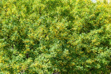 Akasya 'nın sarı çiçekleri güneşli bahar gününde