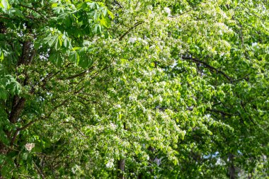 Bahar zamanı çiçek açan ağaç (elma, erik, kiraz, armut) (beyaz çiçekli bahar arkaplanı). Güneşli bir gün  