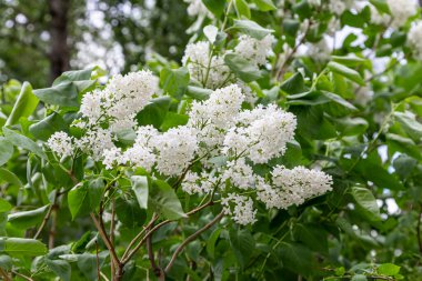 Leylak çiçekleri, bahar arkaplanı güneşli bahçede açan leylak çiçekleri, bahar gününde çiçek açan leylak çiçekleri. Çiçek manzarası     