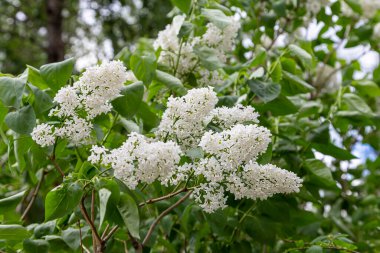 Leylak çiçekleri, bahar arkaplanı güneşli bahçede açan leylak çiçekleri, bahar gününde çiçek açan leylak çiçekleri. Çiçek manzarası     