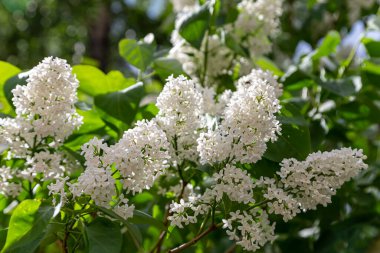 Leylak çiçekleri, bahar arkaplanı güneşli bahçede açan leylak çiçekleri, bahar gününde çiçek açan leylak çiçekleri. Çiçek manzarası     