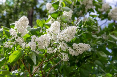 Leylak çiçekleri, bahar arkaplanı güneşli bahçede açan leylak çiçekleri, bahar gününde çiçek açan leylak çiçekleri. Çiçek manzarası     