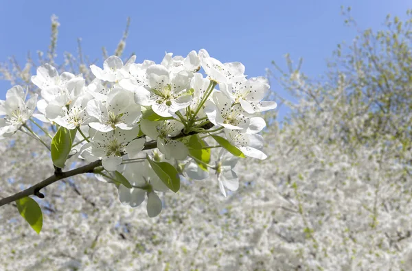 Blühender Apfelbaum Zweig Mit Großen Weißen Blüten Frühling Frühling Hintergrund — Stockfoto