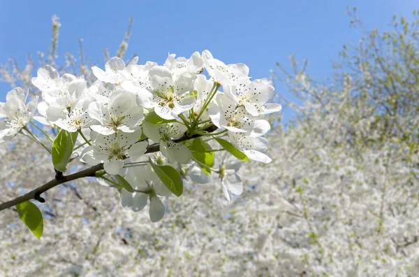 Bahar mevsiminde büyük beyaz çiçeklerle çiçek açan elma dalı (bahar arkaplanı beyaz çiçeklerle