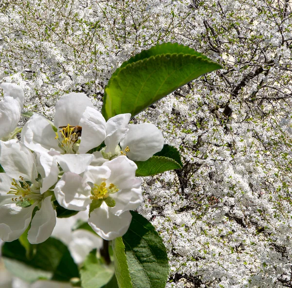 Bahar mevsiminde büyük beyaz çiçeklerle çiçek açan elma dalı (bahar arkaplanı beyaz çiçeklerle