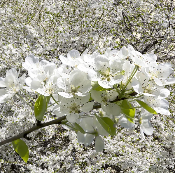 Bahar mevsiminde büyük beyaz çiçeklerle çiçek açan elma dalı (bahar arkaplanı beyaz çiçeklerle
