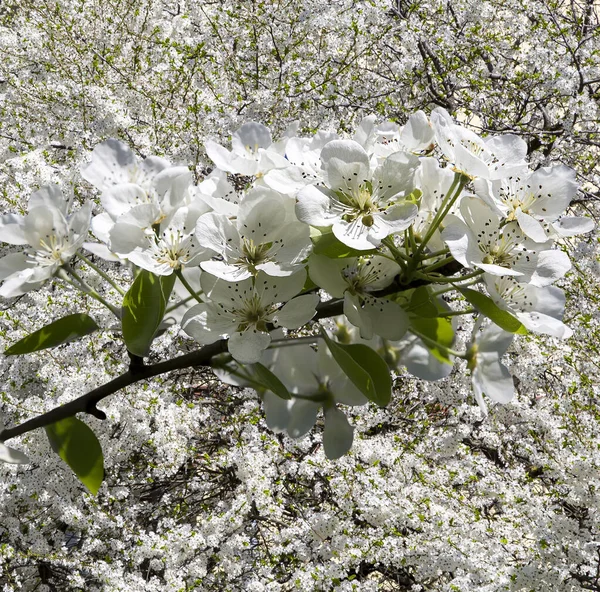 Bahar mevsiminde büyük beyaz çiçeklerle çiçek açan elma dalı (bahar arkaplanı beyaz çiçeklerle