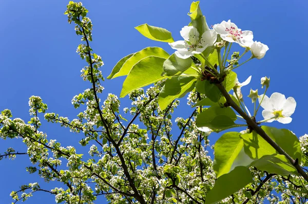Bahar mevsiminde büyük beyaz çiçeklerle çiçek açan elma dalı (bahar arkaplanı beyaz çiçeklerle