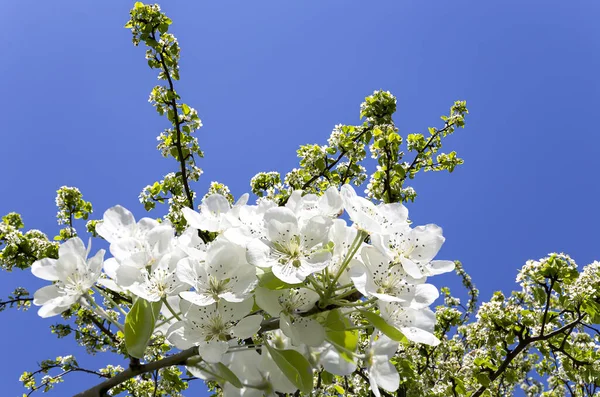 Blühender Apfelbaum Zweig Mit Großen Weißen Blüten Frühling Frühling Hintergrund — Stockfoto