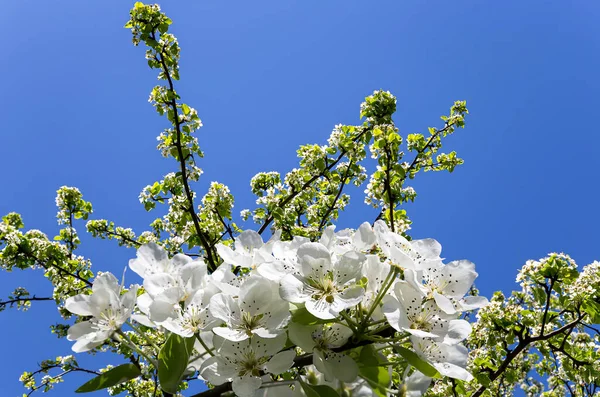 Bahar mevsiminde büyük beyaz çiçeklerle çiçek açan elma dalı (bahar arkaplanı beyaz çiçeklerle