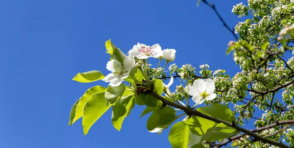 Bahar mevsiminde büyük beyaz çiçeklerle çiçek açan elma dalı (bahar arkaplanı beyaz çiçeklerle