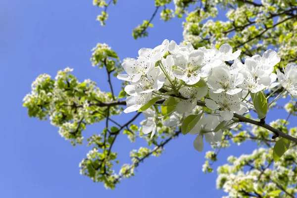 Bahar mevsiminde büyük beyaz çiçeklerle çiçek açan elma dalı (bahar arkaplanı beyaz çiçeklerle