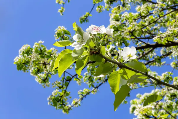 Fioritura Ramo Melo Con Grandi Fiori Bianchi Primavera Fondo Primavera — Foto Stock