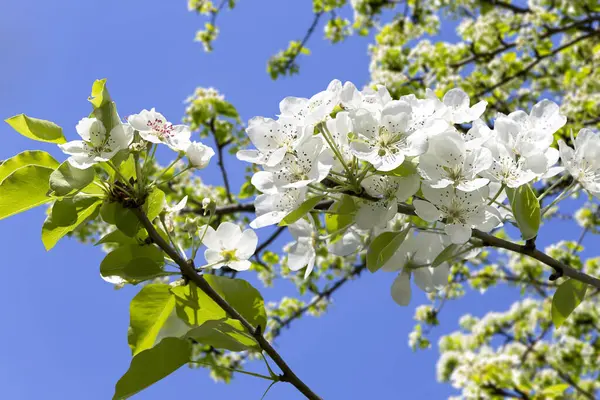 Blühender Apfelbaum Zweig Mit Großen Weißen Blüten Frühling Frühling Hintergrund — Stockfoto