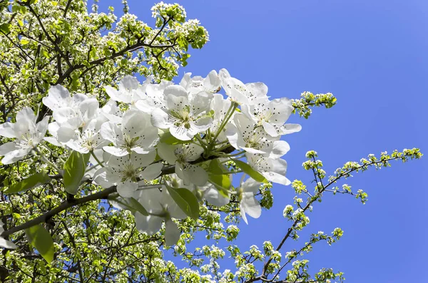 Kwitnąca Gałąź Jabłoni Dużymi Białymi Kwiatami Wiosną Wiosenne Tło Białymi — Zdjęcie stockowe