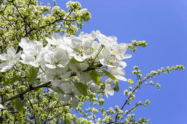 Blühender Apfelbaum Zweig Mit Großen Weißen Blüten Frühling Frühling Hintergrund — Stockfoto