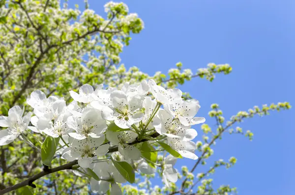 Blühender Apfelbaum Zweig Mit Großen Weißen Blüten Frühling Frühling Hintergrund — Stockfoto