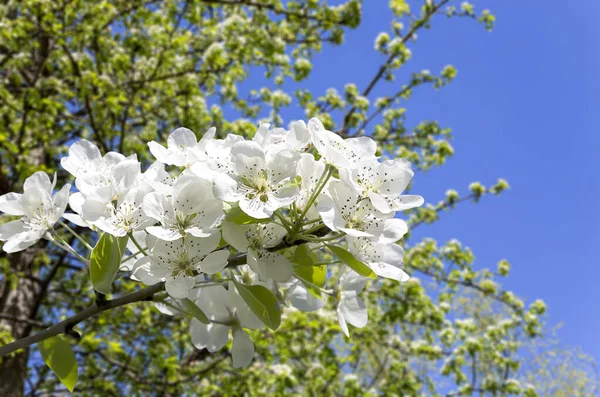 Blühender Apfelbaum Zweig Mit Großen Weißen Blüten Frühling Frühling Hintergrund — Stockfoto