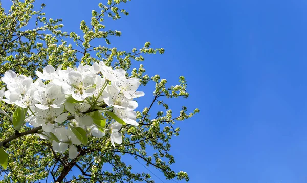 Bahar mevsiminde büyük beyaz çiçeklerle çiçek açan elma dalı (bahar arkaplanı beyaz çiçeklerle
