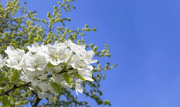 Bloeiende Appelboom Tak Met Grote Witte Bloemen Het Voorjaar Lente — Stockfoto