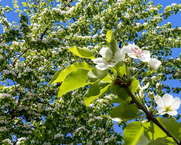 Bahar mevsiminde büyük beyaz çiçeklerle çiçek açan elma dalı (bahar arkaplanı beyaz çiçeklerle