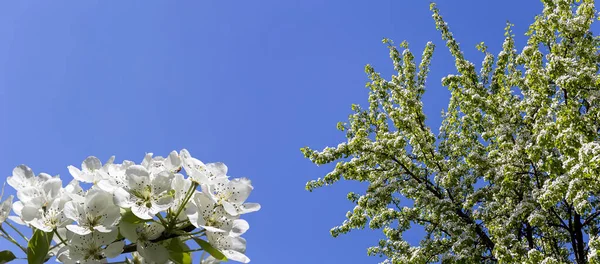 Bahar mevsiminde büyük beyaz çiçeklerle çiçek açan elma dalı (bahar arkaplanı beyaz çiçeklerle