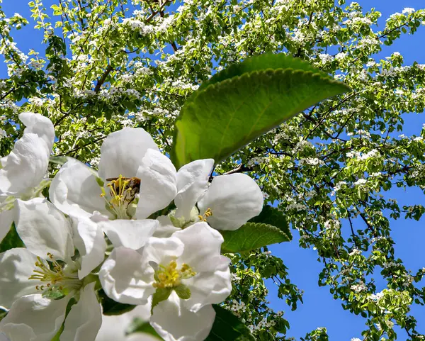 Bahar mevsiminde büyük beyaz çiçeklerle çiçek açan elma dalı (bahar arkaplanı beyaz çiçeklerle