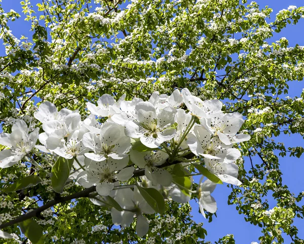 Bahar mevsiminde büyük beyaz çiçeklerle çiçek açan elma dalı (bahar arkaplanı beyaz çiçeklerle